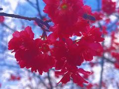 -天适樱花悠乐园