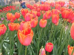 -石家庄市植物园