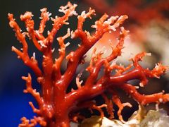 -绮丽珊瑚(台北101旗舰门市店)