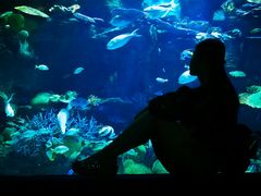 -暹罗海洋世界