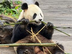 -都江堰中华大熊猫苑