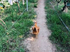 -马陆小张葡萄园农家乐