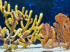 -珠海长隆海洋王国