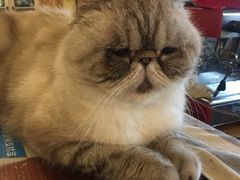 -猫色咖啡·猫咖