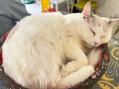 -平行世界·猫咖(首经贸店)