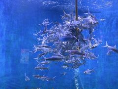 -成都浩海立方海洋公园