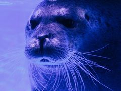 -上海海昌海洋公园-冰山北极馆