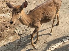 -清迈夜间动物园