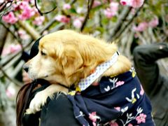 -天适樱花悠乐园