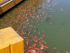 -卧龙湖