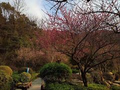 -桃花岭景区