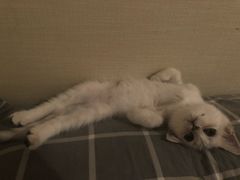 -美联众合动物医院(·中兽医·疑难杂症·严家桥分院)