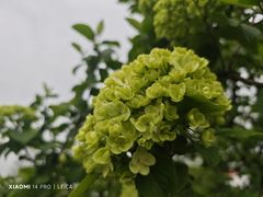 -上海辰山植物园
