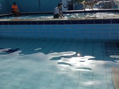 -趣玩宠物乐园寄养训犬训狗游泳池