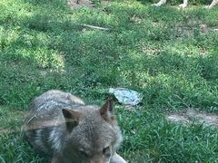 -大连森林动物园