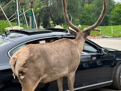 -北京野生动物园