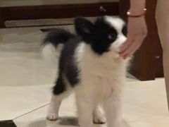 -翊宠yipet猫狗购宠庄园