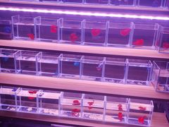 -中环花鸟鱼虫市场