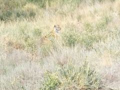 -新疆天山野生动物园