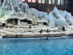 -帝企鹅自助餐厅•儿童岛•真企鹅(长隆企鹅酒店)