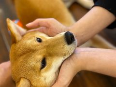 -豆柴町-柴犬主题狗咖(红鼎国际C座店)