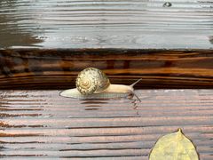 -树山生态村