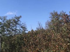 -棒棰岛宾馆景区