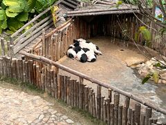 -泉州海丝野生动物世界