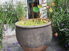 -黛遇·黛瓦宴花园餐厅