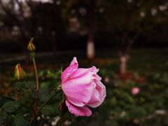 -参差咖啡(水果湖公园店)