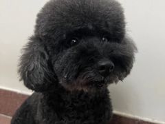 -瑞派动物医院·猫专科·至诚(江南中分院)