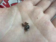 -咕噜咕噜·章鱼小丸子(广州荔湾领展广场店)