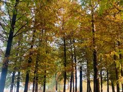 -西山漾湿地公园