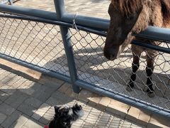 -长白岛森林公园