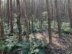 -青龙山国家森林公园