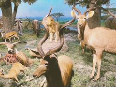 -国家自然博物馆