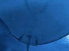 -珠海长隆海洋王国