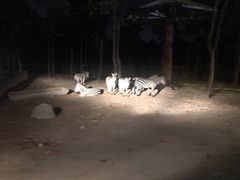 -清迈夜间动物园