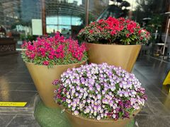 -苏州金鸡湖中茵皇冠假日酒店