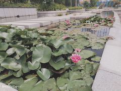 -济南国际园博园