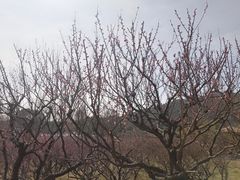 -苏州上方山国家森林公园