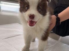 -宠颐生·恒爱宠物医院(静海店)