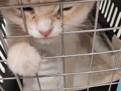 -瑞派伍一宠物医院·眼科·骨科·猫科转诊中心(马王堆院)