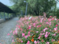 -西湖风景区-江洋畈生态公园