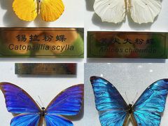 -上海昆虫博物馆