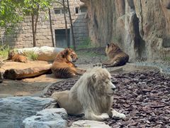 -北京野生动物园