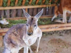 -济南野生动物世界
