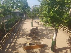 -西霞口神雕山野生动物世界