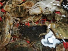 -鑫朱雀农贸批发市场