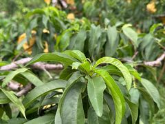 -南汇新场正宗水蜜桃采摘